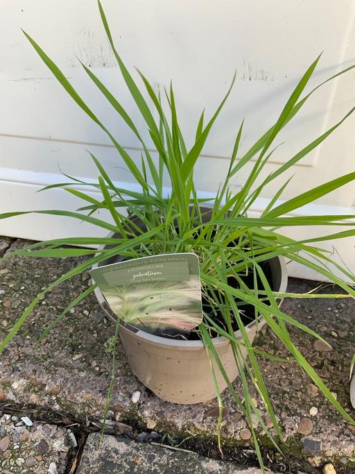 Buy & Sell Stirchley Birmingham - Photos for Fox Tail Barley