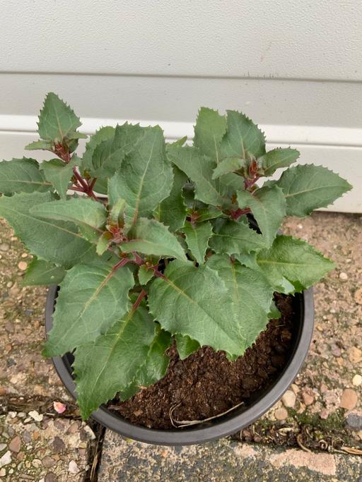 Buy & Sell Moseley Birmingham - Photos for Hardy Bush Fuchsia Beacon