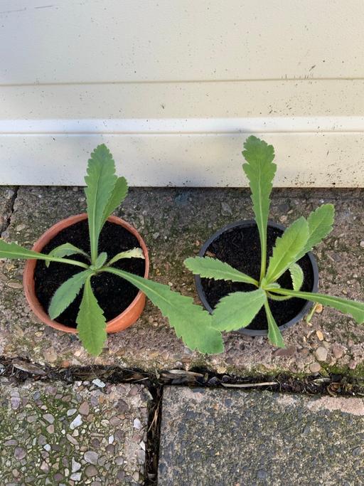 Buy & Sell Stirchley Birmingham - Photos for Poppy