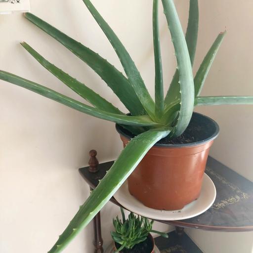 Buy & Sell Netherton Dudley - Photos for aloe vera