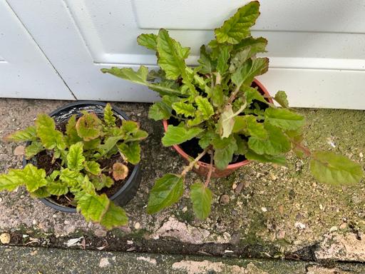 Buy & Sell Kings Heath Birmingham - Photos for Heuchera