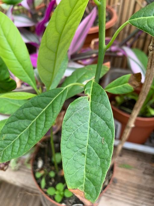 Buy & Sell Ilford Redbridge - Photos for 2 avocado plants