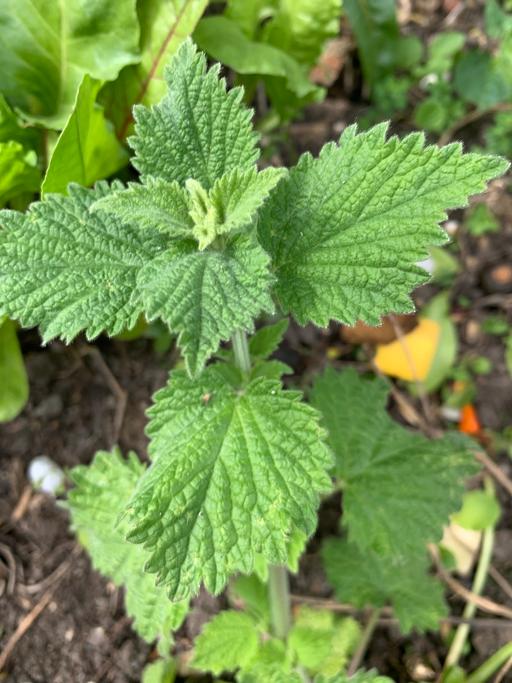 Buy & Sell Seven Kings East London - Photos for 1 organic Lemon balm plants