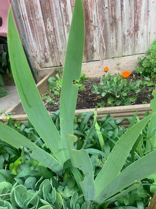 Buy & Sell Ilford Redbridge - Photos for Beautiful plant