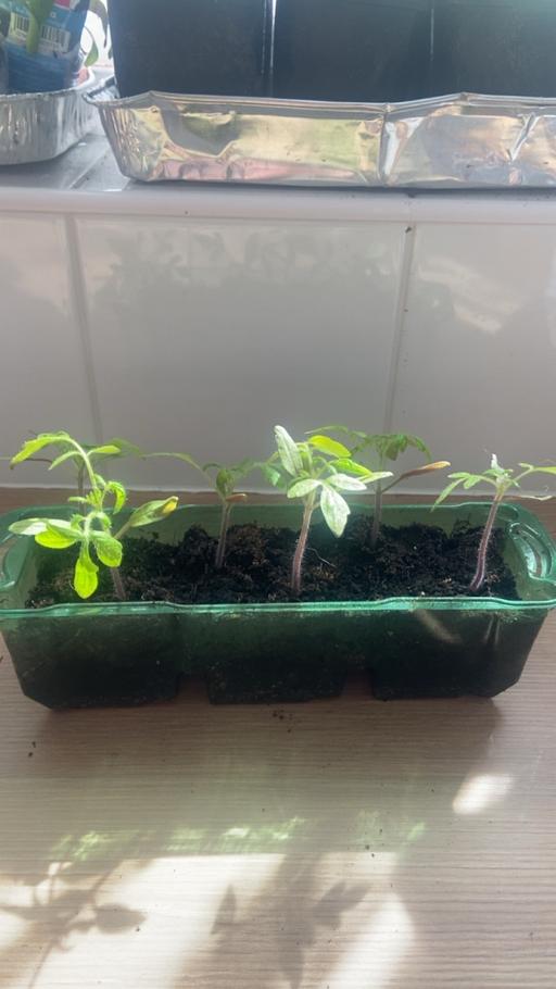 Buy & Sell Stow Heath Wolverhampton - Photos for Tomato seedlings 🍅