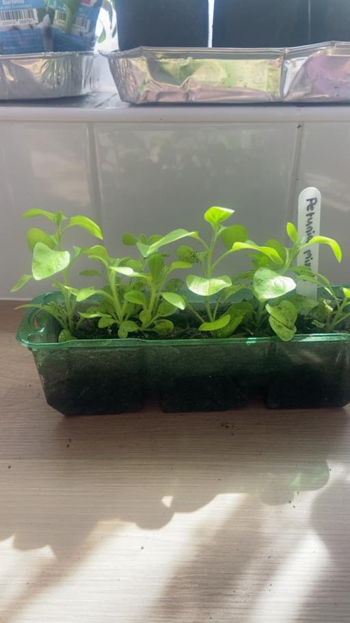 Buy & Sell Bilston Wolverhampton - Photos for Petunia seedlings