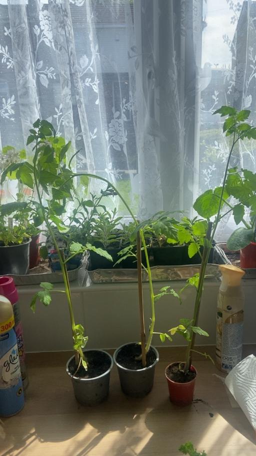 Buy & Sell Stow Heath Wolverhampton - Photos for Tomato plants 🍅
