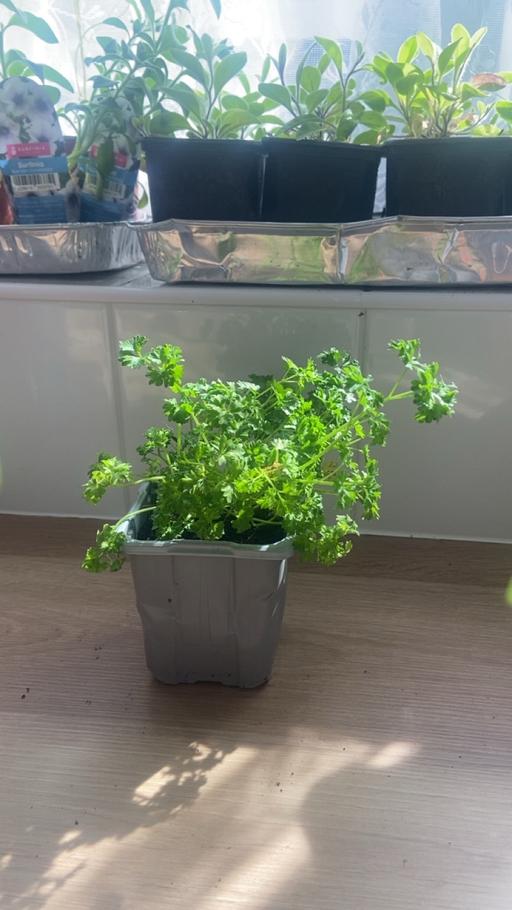 Buy & Sell Stow Heath Wolverhampton - Photos for Parsley plant