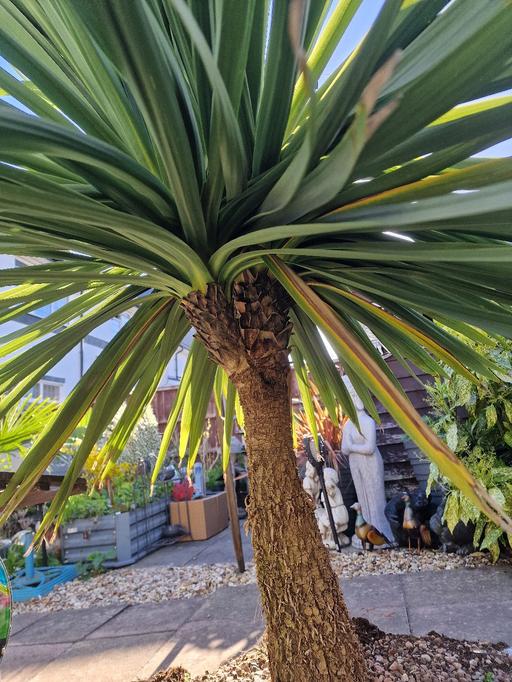 Buy & Sell Wednesbury Sandwell - Photos for large healthy palm type plant