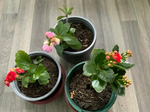 Buy & Sell Stirchley Birmingham - Photos for Houseplants Kalanchoe