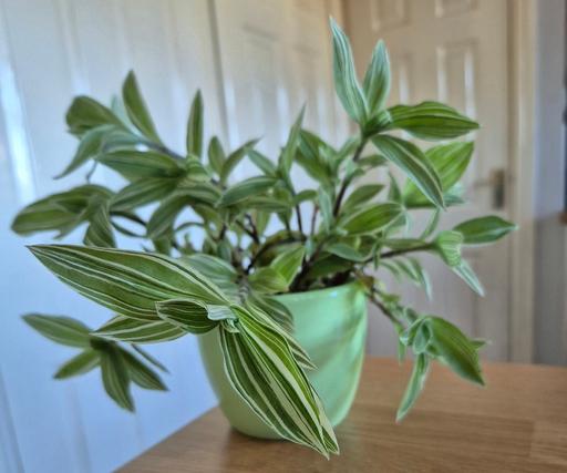 Buy & Sell Moss Pit Stafford - Photos for Tradescantia Fluminensis Indoor Plant & Pot