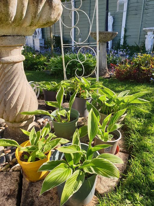 Buy & Sell Kings Norton Birmingham - Photos for Hosta plants