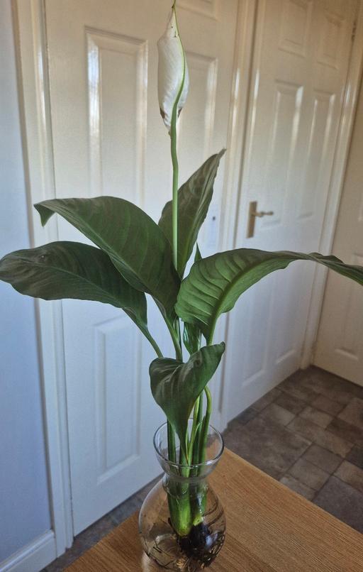 Buy & Sell Moss Pit Stafford - Photos for Peace Lily & Glass Vase