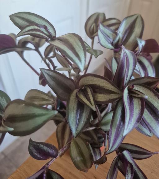 Buy & Sell Hixon Stafford - Photos for Tradescantia Zebrina Trailing Indoor Plant
