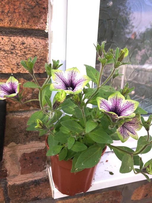 Buy & Sell Stow Heath Wolverhampton - Photos for Petunia plant