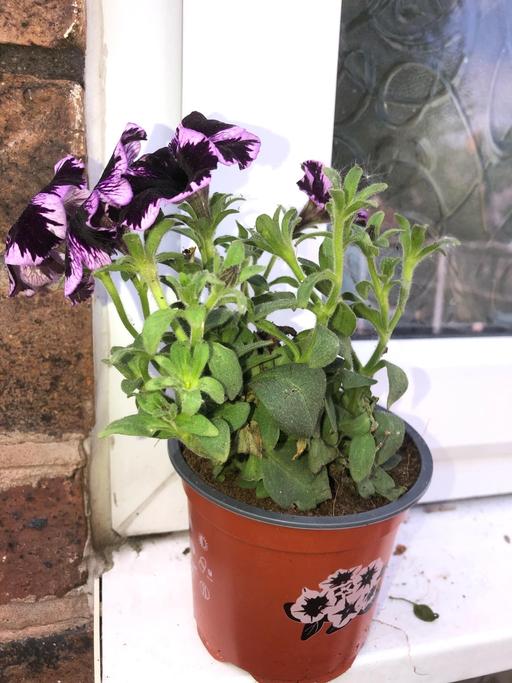 Buy & Sell Stow Heath Wolverhampton - Photos for Petunia plant