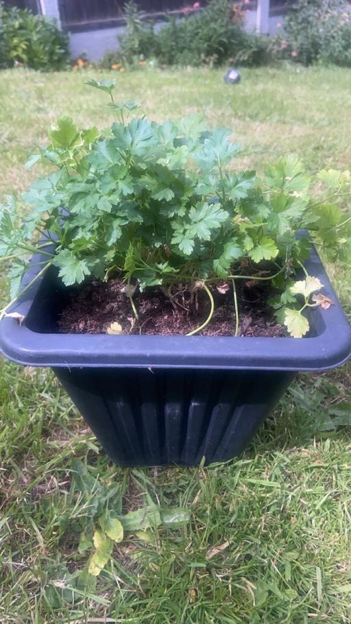 Buy & Sell Stow Heath Wolverhampton - Photos for Parsley plant