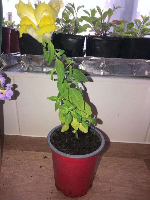 Buy & Sell Stow Heath Wolverhampton - Photos for Snapdragon plant