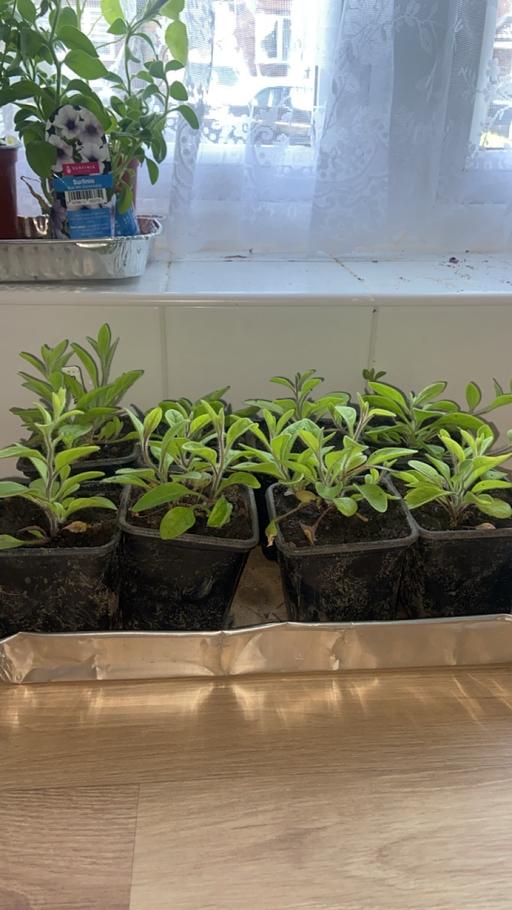 Buy & Sell Stow Heath Wolverhampton - Photos for Petunia plants
