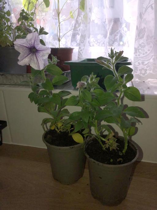 Buy & Sell Stow Heath Wolverhampton - Photos for Petunia surfinia plants