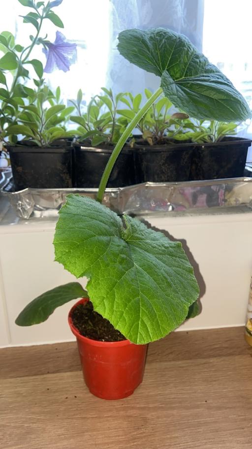 Buy & Sell Stow Heath Wolverhampton - Photos for Pumpkin plant