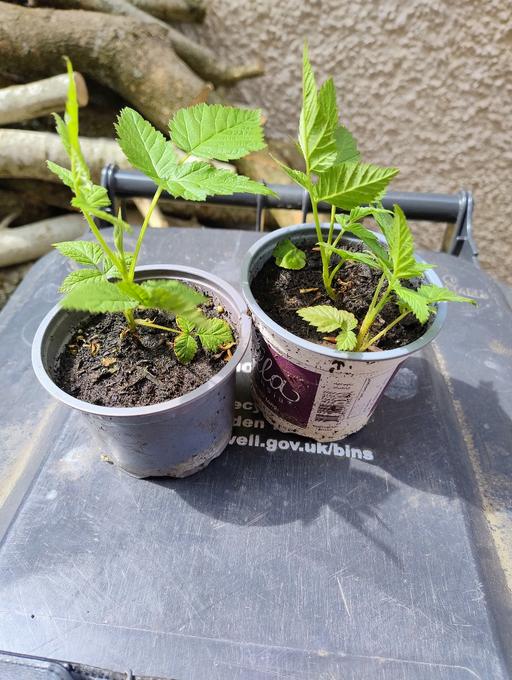 Buy & Sell Oldbury Sandwell - Photos for 🌹🌹 Raspberry plants £1🌹🌹