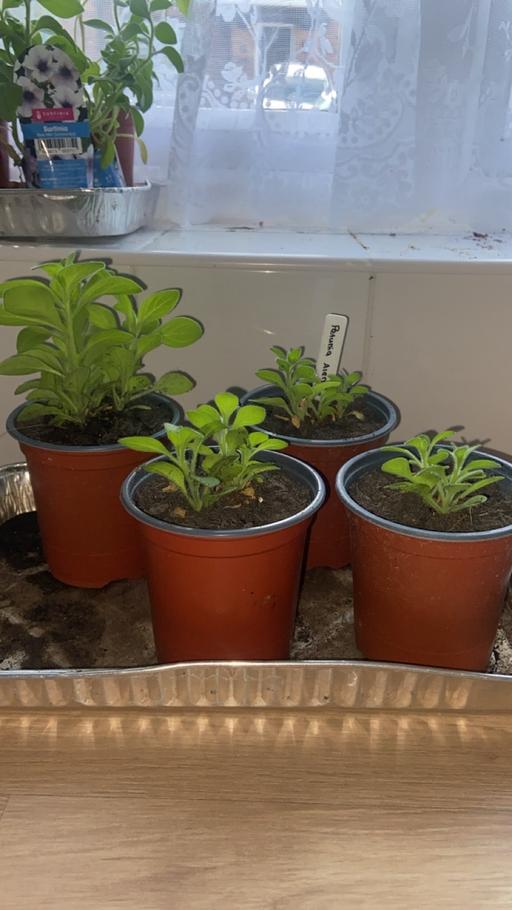 Buy & Sell Stow Heath Wolverhampton - Photos for Petunia plants