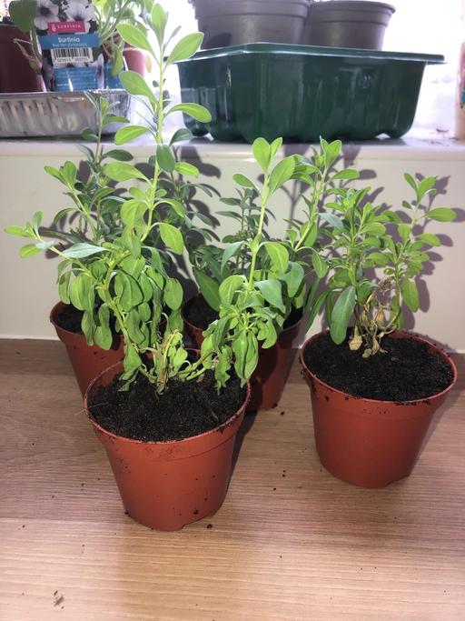 Buy & Sell Stow Heath Wolverhampton - Photos for Calibrachoa plants