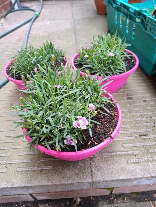 Buy & Sell Oldbury Sandwell - Photos for 💐💐Pink Kisses 21 cm £3💐💐