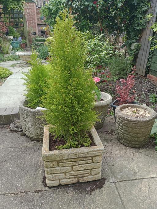 Buy & Sell Lye Dudley - Photos for GOLDCREST TREE IN POT