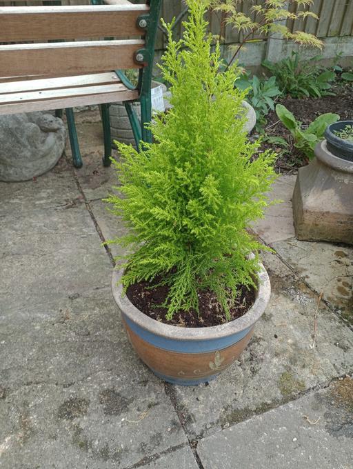 Buy & Sell Lye Dudley - Photos for GOLDCREST TREE IN NICE POT.