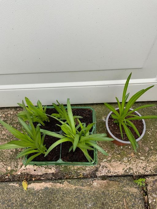 Buy & Sell Kings Heath Birmingham - Photos for Liatris’s spicata mix