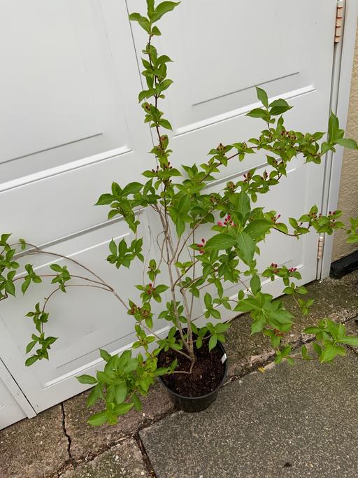 Buy & Sell Stirchley Birmingham - Photos for Shrub Weigela Rosa