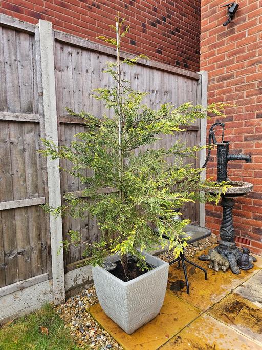 Buy & Sell Whittington Lichfield - Photos for Leylandii Tree in beautiful 😍 pot