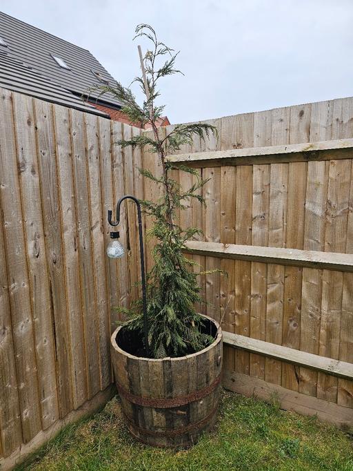 Buy & Sell Whittington Lichfield - Photos for Leylandii Tree 🌳 and Whiskey Barrell ♥️
