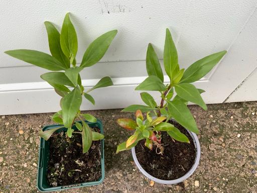 Buy & Sell Stirchley Birmingham - Photos for Centranthus