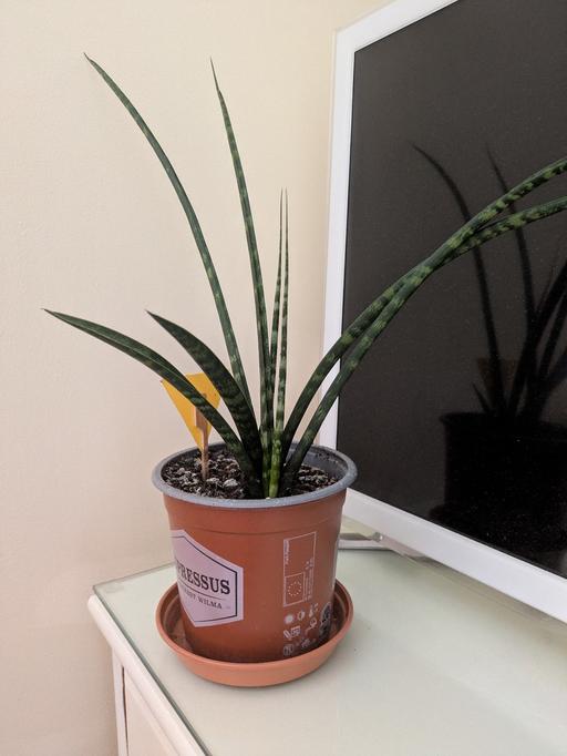 Buy & Sell Slough Town Centre Slough - Photos for plant