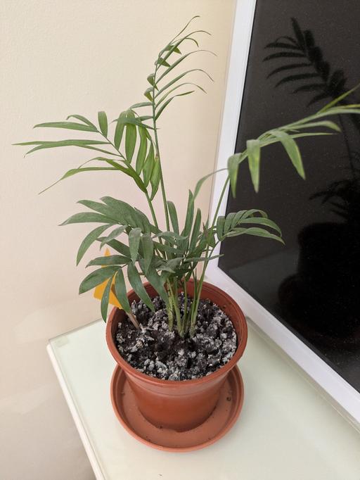 Buy & Sell Chalvey Slough - Photos for Plant ☘️