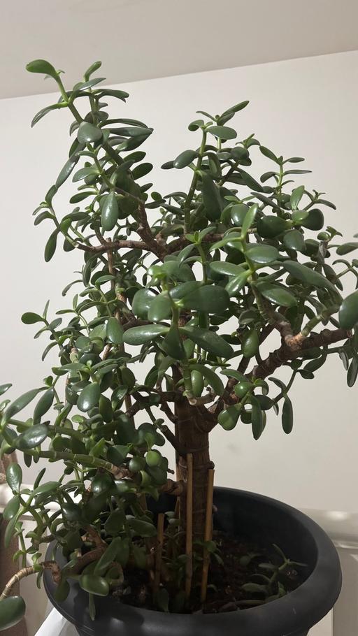 Buy & Sell Alum Rock Birmingham - Photos for Jade Money plant