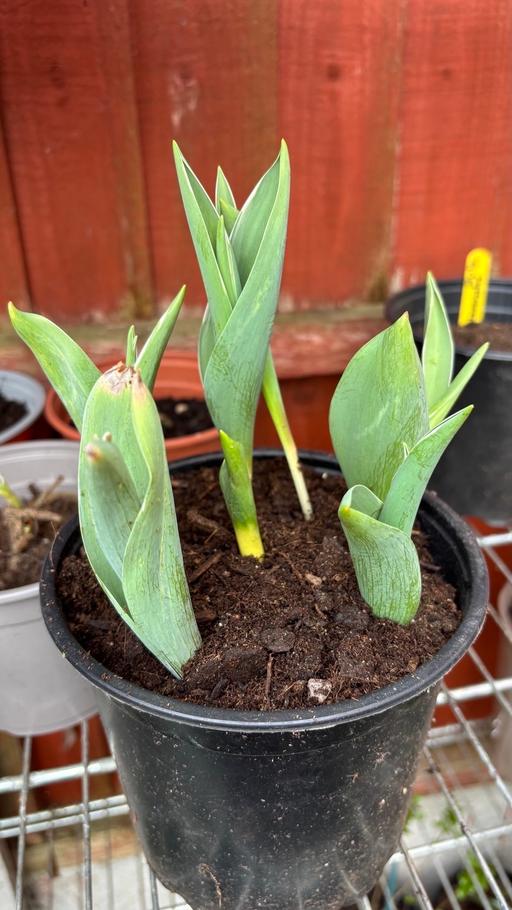 Buy & Sell Saltley Birmingham - Photos for Tulip bulbs plant