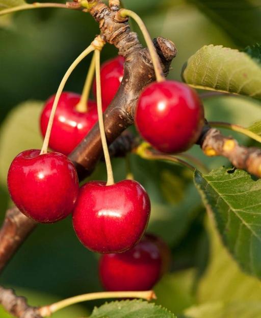 Buy & Sell Saltley Birmingham - Photos for Stella Cherry Tree