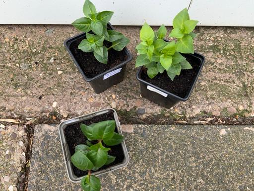 Buy & Sell Stirchley Birmingham - Photos for Trailing fuchsia