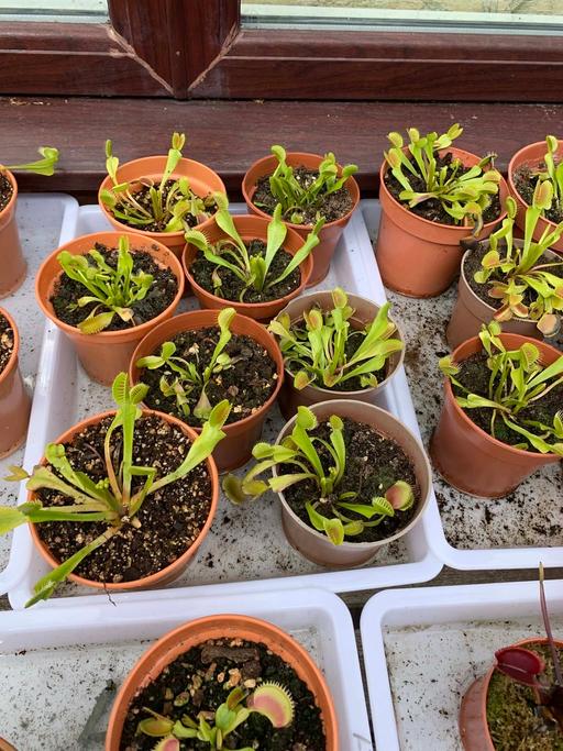 Buy & Sell Stow Heath Wolverhampton - Photos for Venus fly trap carnivorous plants