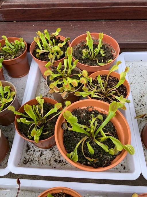 Buy & Sell Stow Heath Wolverhampton - Photos for VFT flytrap plants