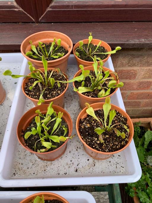 Buy & Sell Stow Heath Wolverhampton - Photos for Flytrap plants
