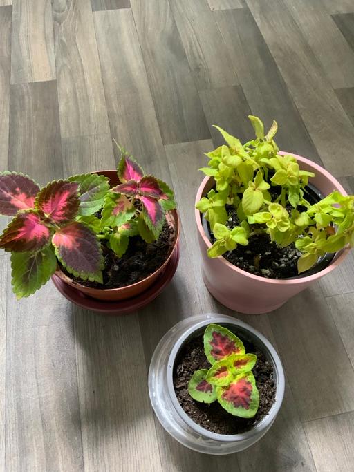 Buy & Sell Kings Heath Birmingham - Photos for Coleus