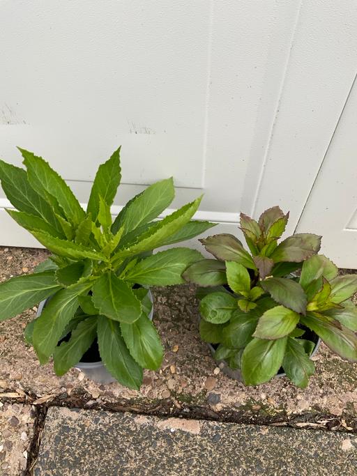 Buy & Sell Moseley Birmingham - Photos for Lobelia fan mix