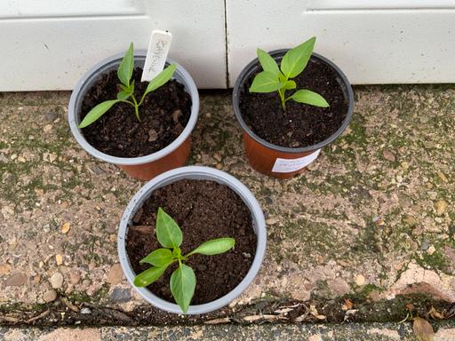 Buy & Sell Kings Heath Birmingham - Photos for Pepper