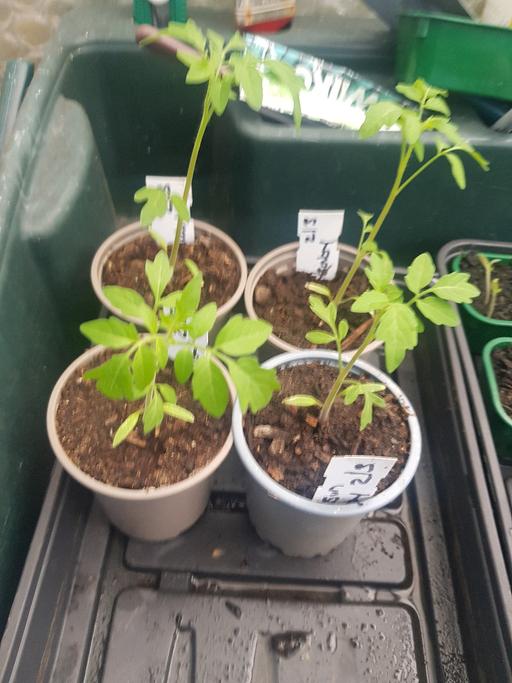 Buy & Sell Longley Sheffield - Photos for 4 yellow tomato plants