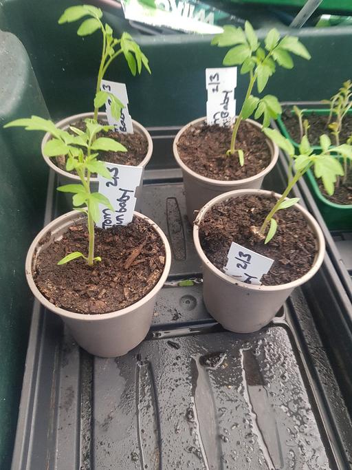 Buy & Sell Longley Sheffield - Photos for 4 yellow tomato plants